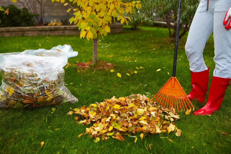 Excellent Yard Cleanup Nipomo, CA Excellent Yard Cleanup Nipomo, CA