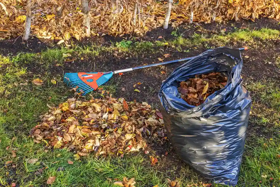 Experienced Yard Cleanup Nipomo, CA Experienced Yard Cleanup Nipomo, CA
