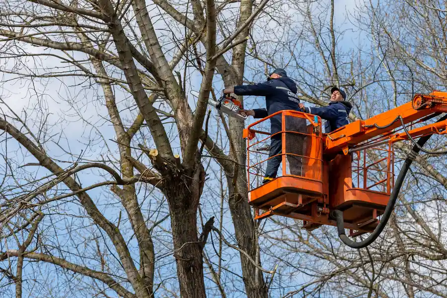 Expert Tree Removal Nipomo, CA Expert Tree Removal Nipomo, CA