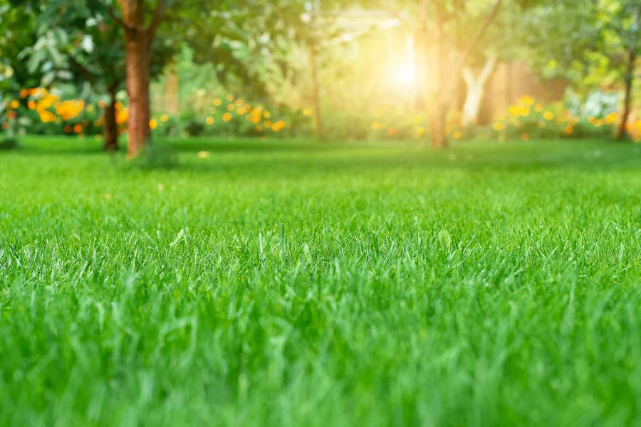 How Proper Lawn Care Supports Strong Root Growth Nipomo, CA How Proper Lawn Care Supports Strong Root Growth Nipomo, CA