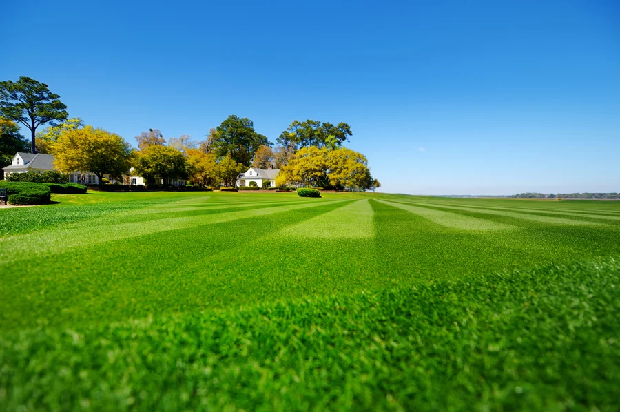 How Proper Lawn Care Supports Strong Root Growth in Nipomo, CA How Proper Lawn Care Supports Strong Root Growth in Nipomo, CA
