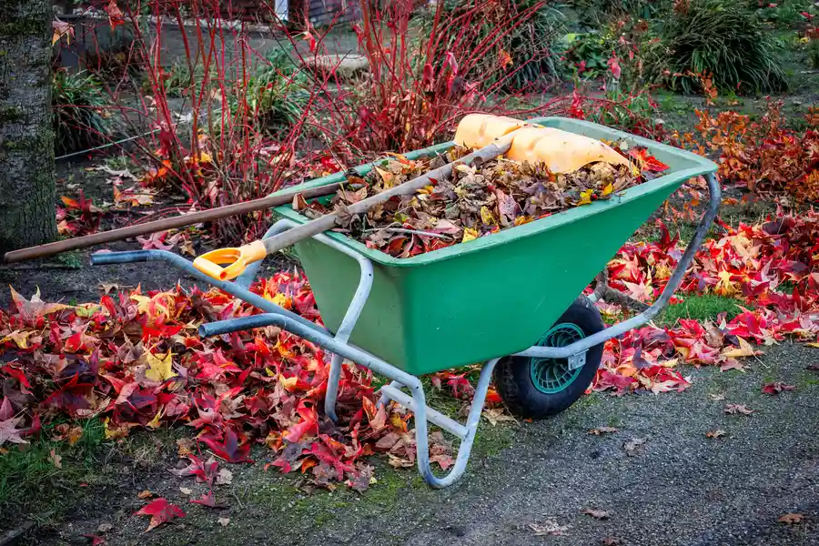 How Seasonal Yard Cleanup Enhances Landscape Health Nipomo, CA How Seasonal Yard Cleanup Enhances Landscape Health Nipomo, CA