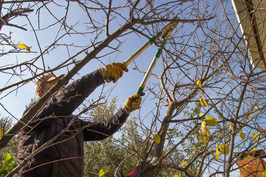 How Tree Trimming Improves Sunlight And Air Circulation Nipomo, CA How Tree Trimming Improves Sunlight And Air Circulation Nipomo, CA