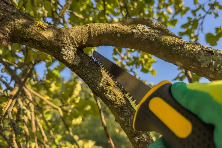 Professional Tree Trimming Nipomo, CA Professional Tree Trimming Nipomo, CA