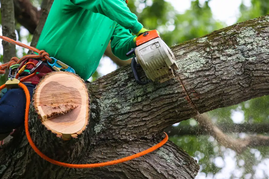 Quality Tree Trimming Nipomo, CA Quality Tree Trimming Nipomo, CA
