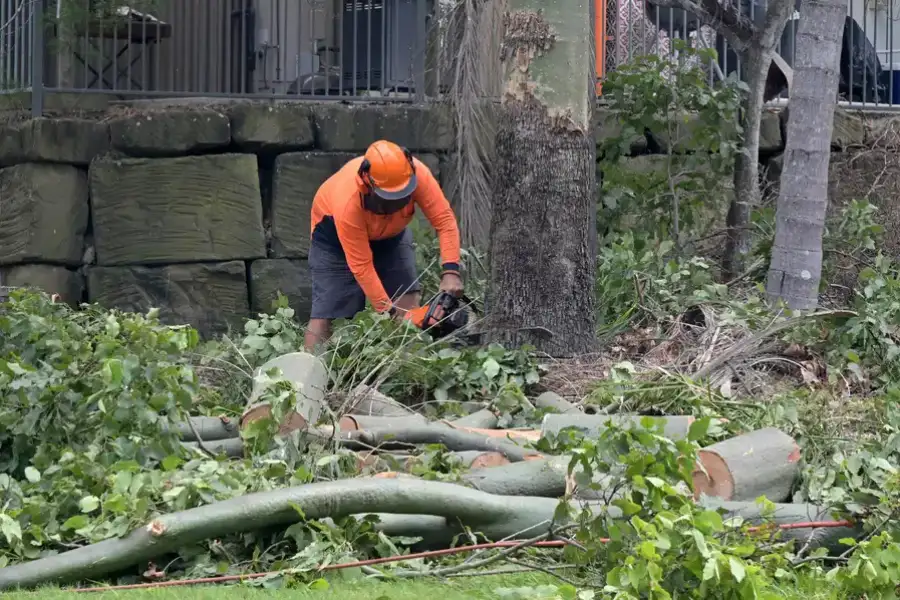 Reputable Tree Removal Nipomo, CA Reputable Tree Removal Nipomo, CA