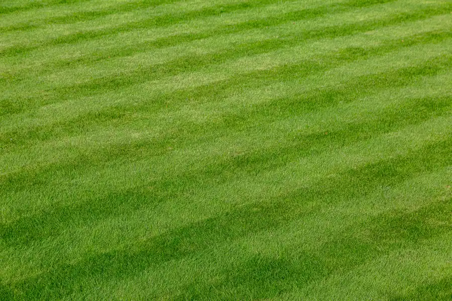 The Benefits Of Professional Lawn Fertilization Services Nipomo, CA The Benefits Of Professional Lawn Fertilization Services Nipomo, CA