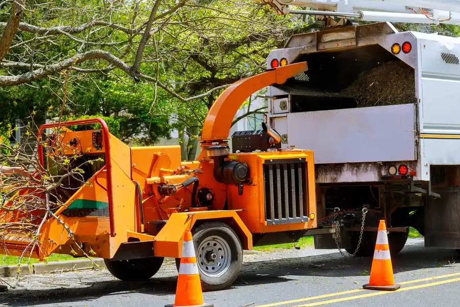The Role Of Tree Removal In Enhancing Landscape Health Nipomo, CA The Role Of Tree Removal In Enhancing Landscape Health Nipomo, CA