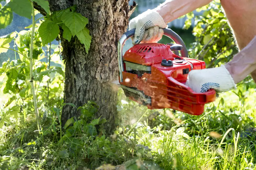 The Role Of Tree Removal In Enhancing Landscape Health in Nipomo, CA The Role Of Tree Removal In Enhancing Landscape Health in Nipomo, CA