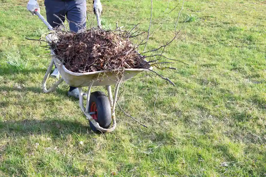 The Role Of Yard Cleanup In Preventing Pest Infestations Nipomo, CA The Role Of Yard Cleanup In Preventing Pest Infestations Nipomo, CA