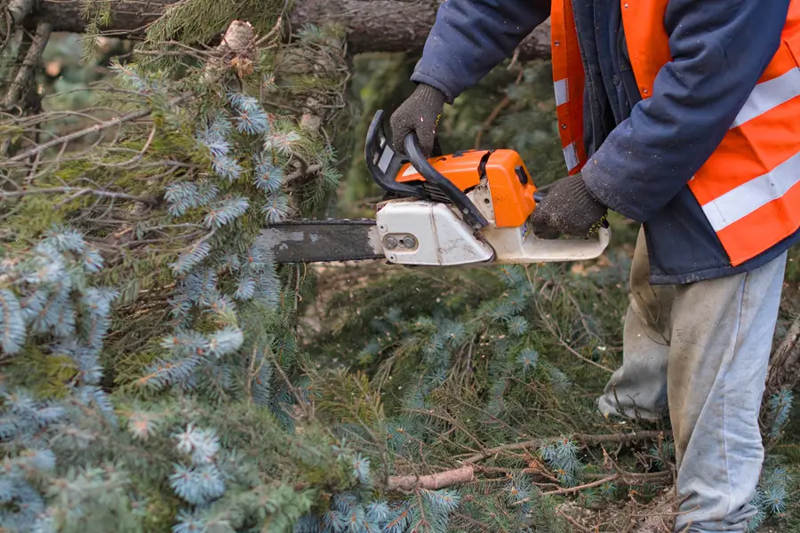Top-rated Tree Removal Nipomo, CA Top-rated Tree Removal Nipomo, CA