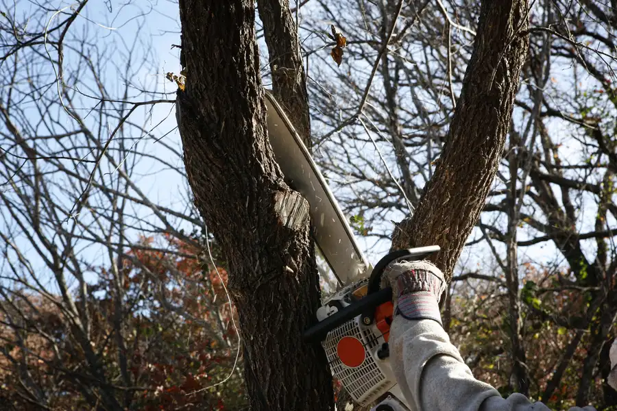 Why Dead Trees Should Be Removed For A Safer Yard Nipomo, CA Why Dead Trees Should Be Removed For A Safer Yard Nipomo, CA