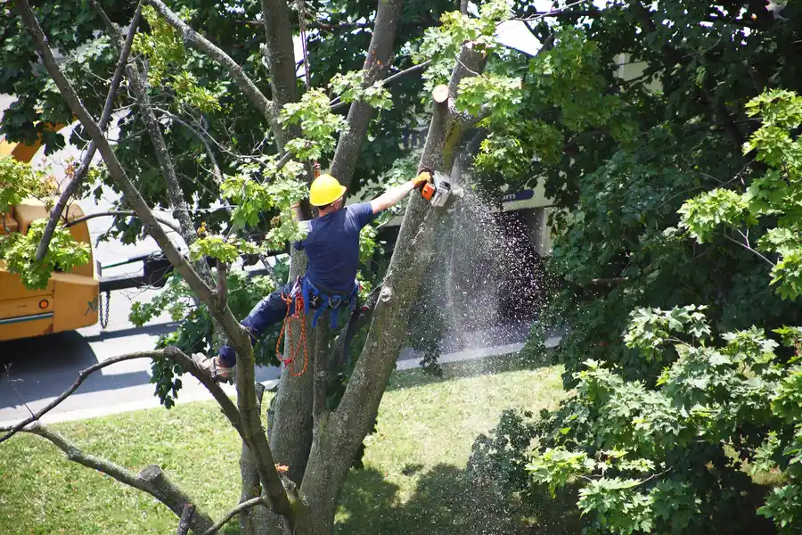 Why Dead Trees Should Be Removed For A Safer Yard in Nipomo, CA Why Dead Trees Should Be Removed For A Safer Yard in Nipomo, CA