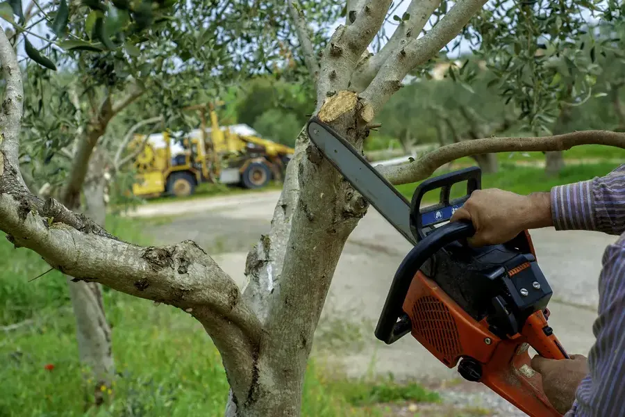 Why Regular Tree Trimming Enhances Property Safety Nipomo, CA Why Regular Tree Trimming Enhances Property Safety Nipomo, CA
