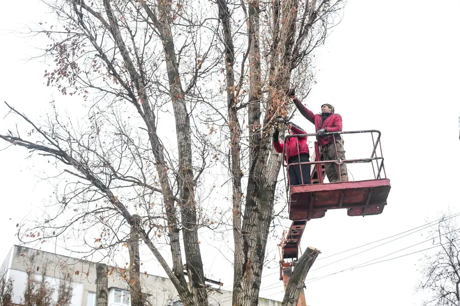 Why Regular Tree Trimming Enhances Property Safety in Nipomo, CA Why Regular Tree Trimming Enhances Property Safety in Nipomo, CA